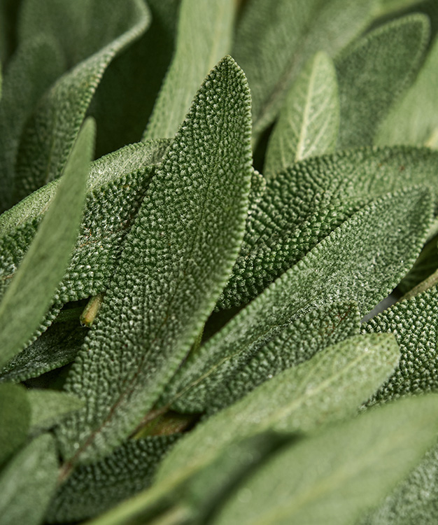 Salvia biologica