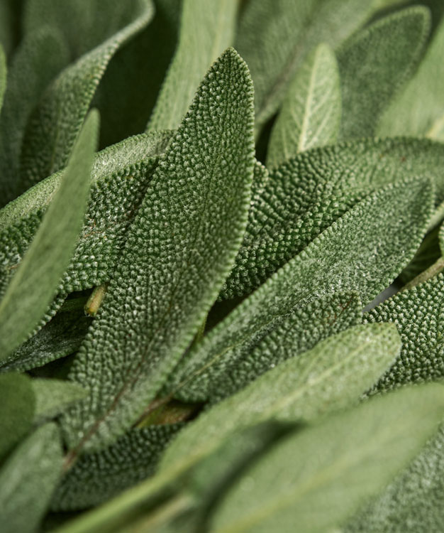 Salvia biologica